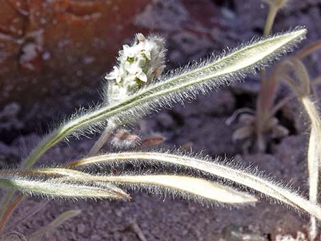 Woolly Plantain (Plantago patagonica)