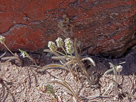 Vegetation Around Las Vegas, Woolly Plantain (Plantago patagonica)