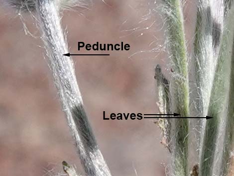 Vegetation Around Las Vegas, Woolly Plantain (Plantago patagonica)