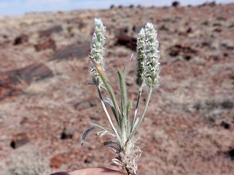 Woolly Plantain (Plantago patagonica)