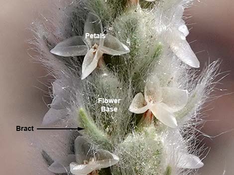 Vegetation Around Las Vegas, Woolly Plantain (Plantago patagonica)