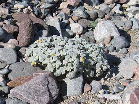 Velvet Turtleback (Psathyrotes ramosissima)