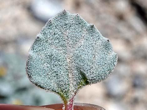 Velvet Turtleback (Psathyrotes ramosissima)