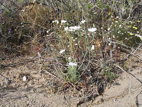 Desert Chicory (Rafinesquia neomexicana)