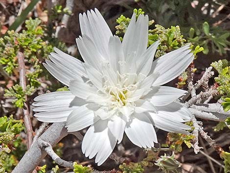 Desert Chicory (Rafinesquia neomexicana)