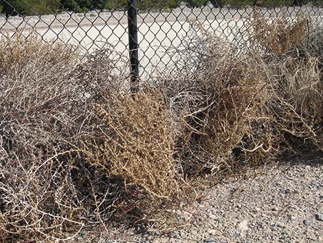 Prickly Russian Thistle (Salsola tragus)