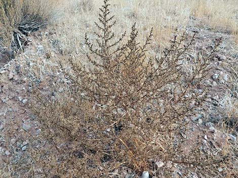 Prickly Russian Thistle (Salsola tragus)