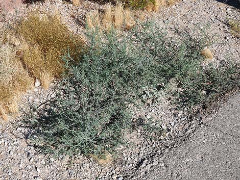 Prickly Russian Thistle (Salsola tragus)