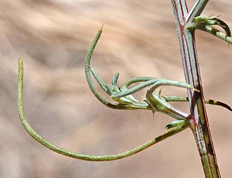 Prickly Russian Thistle (Salsola tragus)