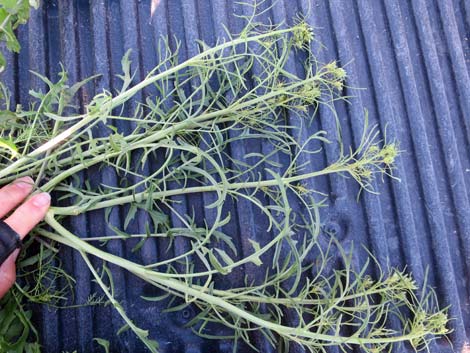 Tall Tumblemustard (Sisymbrium altissimum)