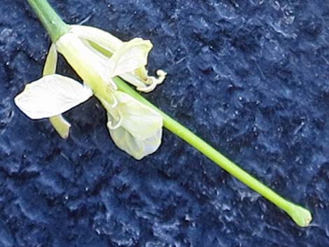 Tall Tumblemustard (Sisymbrium altissimum)