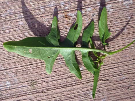 London Rocket Mustard (Sisymbrium irio)