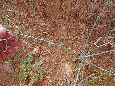 Small Wirelettuce (Stephanomeria exigua)