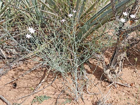 Small Wirelettuce (Stephanomeria exigua)