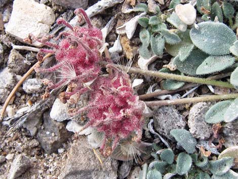 Coville's Dwarf Sand Verbena (Abronia nana var. covillei)