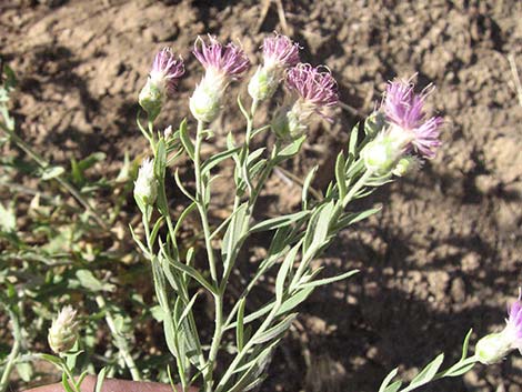 Russian Knapweed (Acroptilon repens)