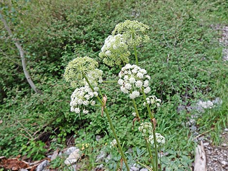 King's Angelica (Angelica kingii)