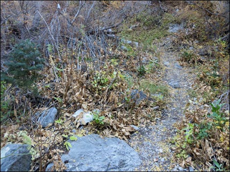 Charleston Mountain Angelica (Angelica scabrida)