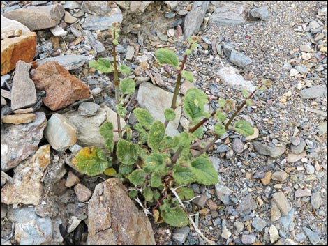 Valley Ringstem (Anulocaulis annulatus)