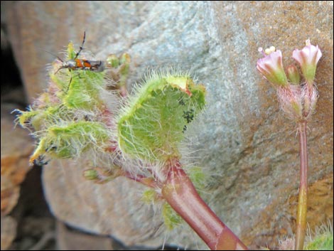 Valley Ringstem (Anulocaulis annulatus)