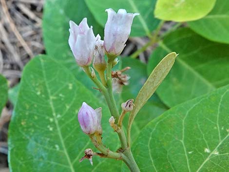 Spreading Dogbane (Apocynum androsaemifolium)