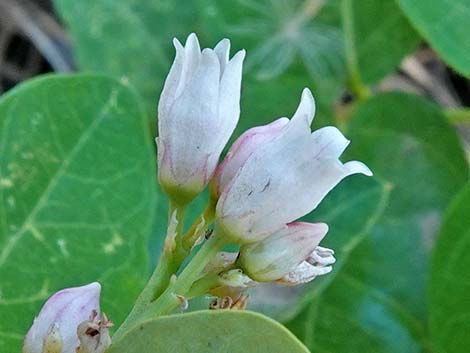 Spreading Dogbane (Apocynum androsaemifolium)