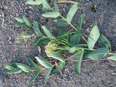 Indian Hemp (Apocynum cannabinum)