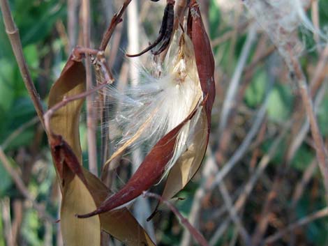 Indian Hemp (Apocynum cannabinum)