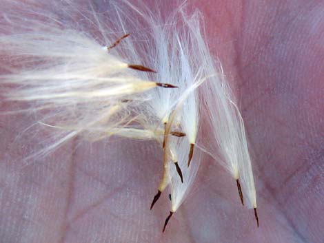 Indian Hemp (Apocynum cannabinum)