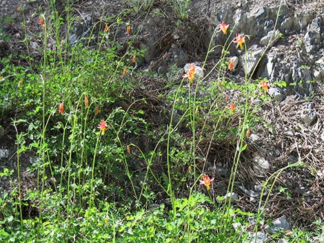 Western Columbine (Aquilegia formosa)