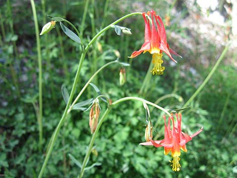 Western Columbine (Aquilegia formosa)