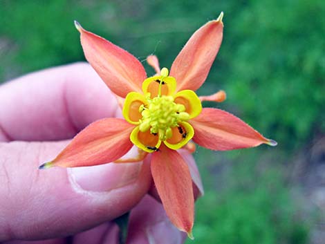 Western Columbine (Aquilegia formosa)