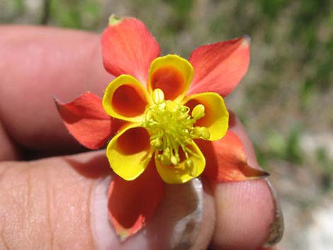 Western Columbine (Aquilegia formosa)