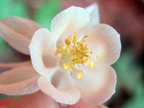 Mancos Columbine (Aquilegia micrantha)