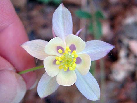 Mancos Columbine (Aquilegia micrantha)