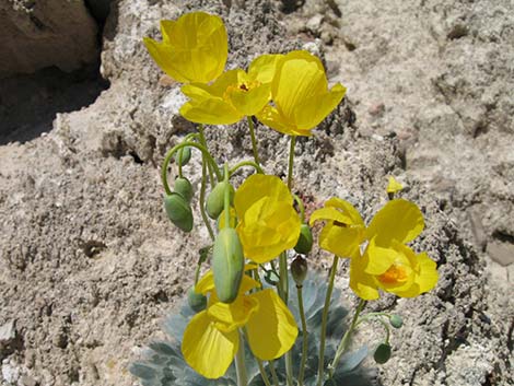 California Bearpoppy (Arctomecon californica)