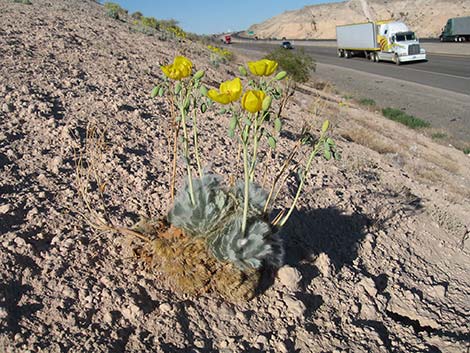 California Bearpoppy (Arctomecon californica)