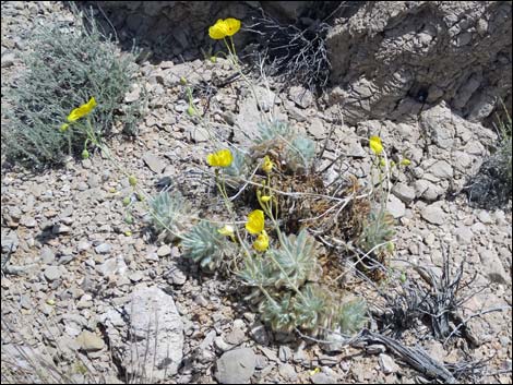 California Bearpoppy (Arctomecon californica)