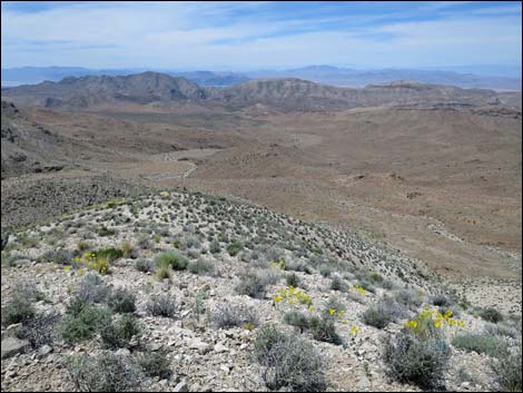 California Bearpoppy (Arctomecon californica)