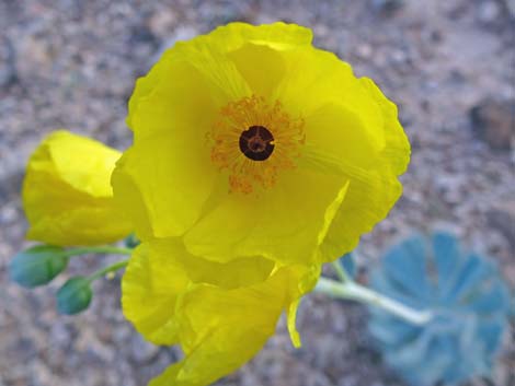 California Bearpoppy (Arctomecon californica)