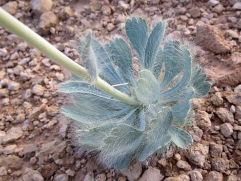 California Bearpoppy (Arctomecon californica)