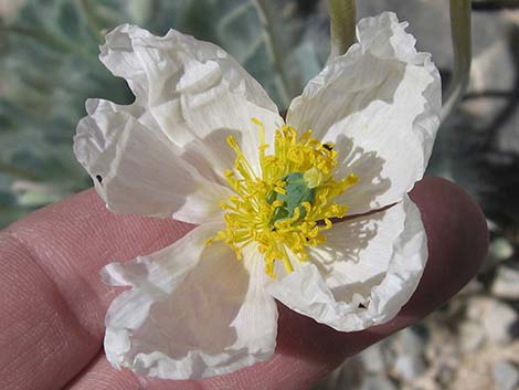 Desert Bearpoppy (Arctomecon merriamii)