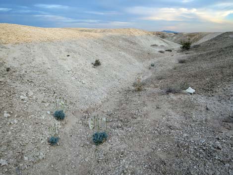 Desert Bearpoppy (Arctomecon merriamii)