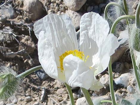 Desert Bearpoppy (Arctomecon merriamii)