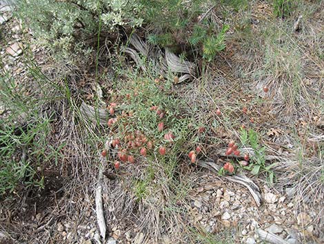 Clokey Milkvetch (Astragalus aequalis)