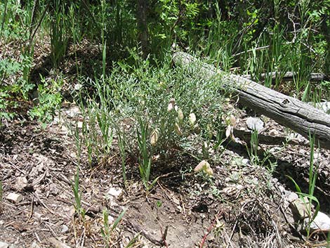 Clokey Milkvetch (Astragalus aequalis)