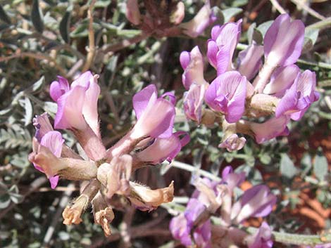 Crescent Milkvetch (Astragalus amphioxys)