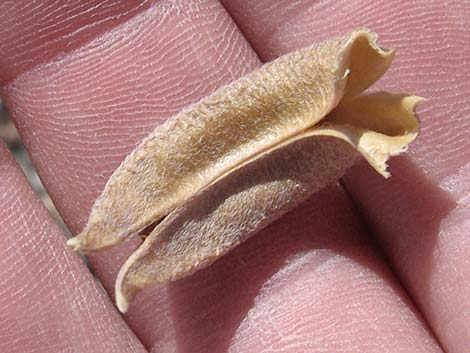 Crescent Milkvetch (Astragalus amphioxys)