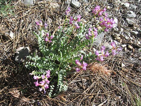 Beckwith's Milkvetch (Astragalus beckwithii)