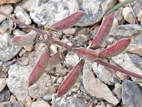 Minthorn's Milkvetch (Astragalus minthorniae)